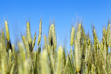 Image showing Field with cereal