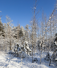 Image showing A young forest, in winter