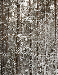 Image showing forest in winter