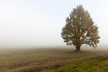 Image showing field and tree, fog