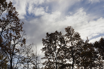 Image showing Trees in autumn