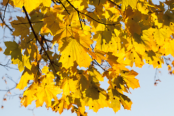 Image showing yellowed maple leaves