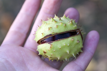 Image showing Chestnut nut, close-up