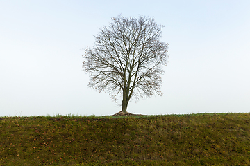 Image showing field and tree, fog