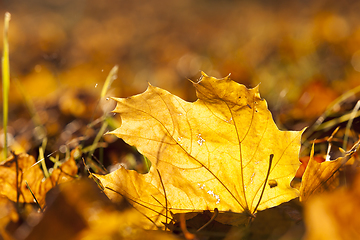 Image showing Yellow foliage, autumn