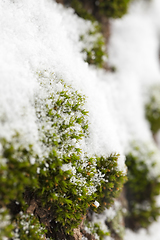 Image showing green moss covered with snow