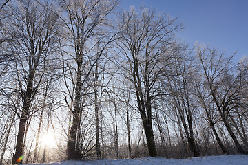 Image showing Winter forest, close-up