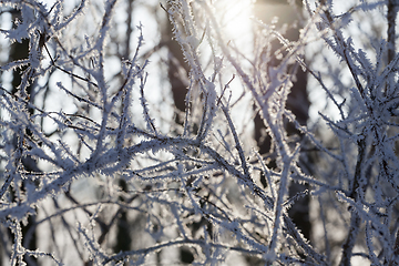 Image showing Hoarfrost on the branches of a tree