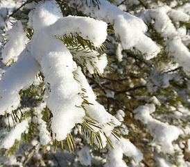 Image showing Pine forest under the snow