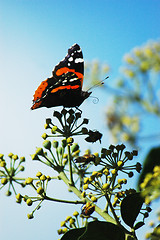 Image showing Scarlet admiral