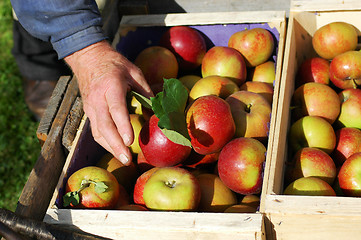 Image showing Apples