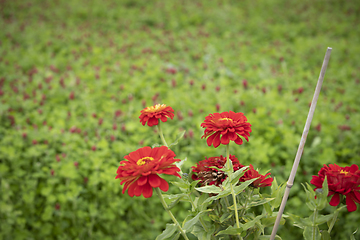 Image showing Flower Meadow