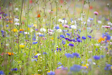 Image showing Flower Meadow