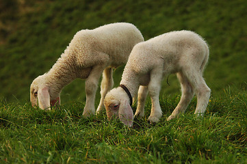 Image showing Sheep