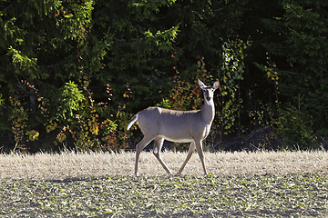 Image showing White-tailed Deer on Sugar Beet Field