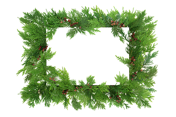 Image showing Cedar Cypress Leaf Background Border 