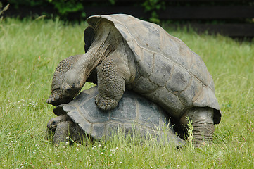 Image showing Tortoises