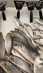 Image showing  Fresh cooled fish on ice for sale in market