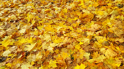 Image showing Autumn background from fallen golden foliage of maple tree