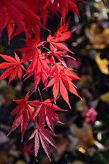 Image showing Bright red branch of Japanese maple or Acer palmatum