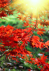 Image showing Bright red branches of Japanese maple or Acer palmatum and sunli