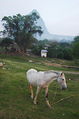 Image showing Horse