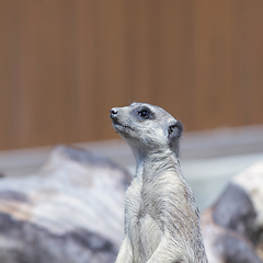 Image showing portrait of a meerkat