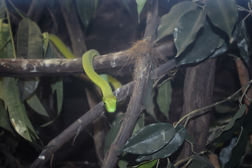 Image showing smooth green snake closeup