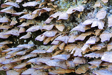 Image showing wood decay fungus