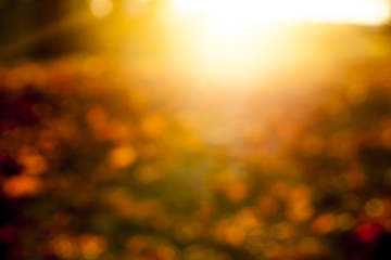 Image showing Yellow fallen leaves