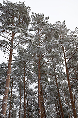 Image showing forest in winter