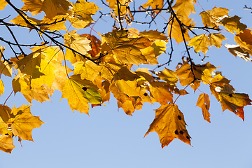 Image showing Autumn in the forest