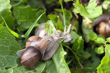 Image showing snail, close up