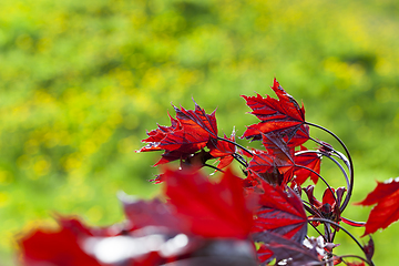 Image showing red maple