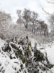 Image showing winter park with snow