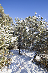 Image showing Pine forest in winter