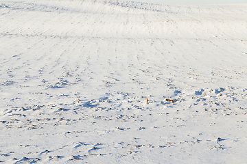 Image showing Photo of snow, close-up