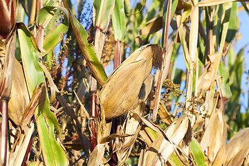 Image showing agricultural field with corn