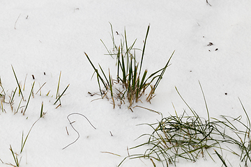 Image showing Snow drifts in winter