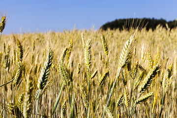 Image showing immature yellowing wheat