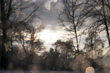 Image showing trees in the forest in winter