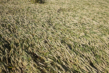 Image showing green field