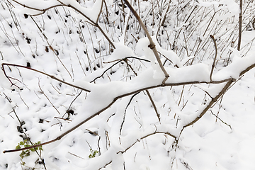 Image showing young forest in winter