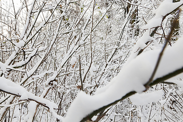 Image showing Branches of a tree in the snow