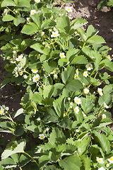 Image showing The bed of strawberries