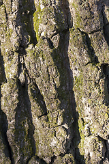 Image showing Tree bark, close-up