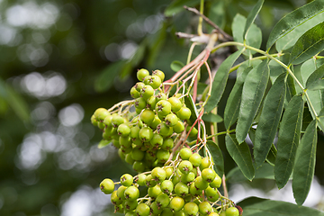 Image showing Unripe mountain ash, close-up