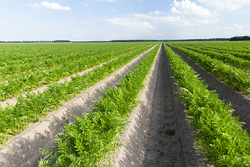 Image showing green leaves of carrots