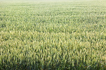 Image showing green wheat field