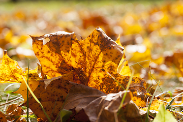 Image showing The fallen maple leaves